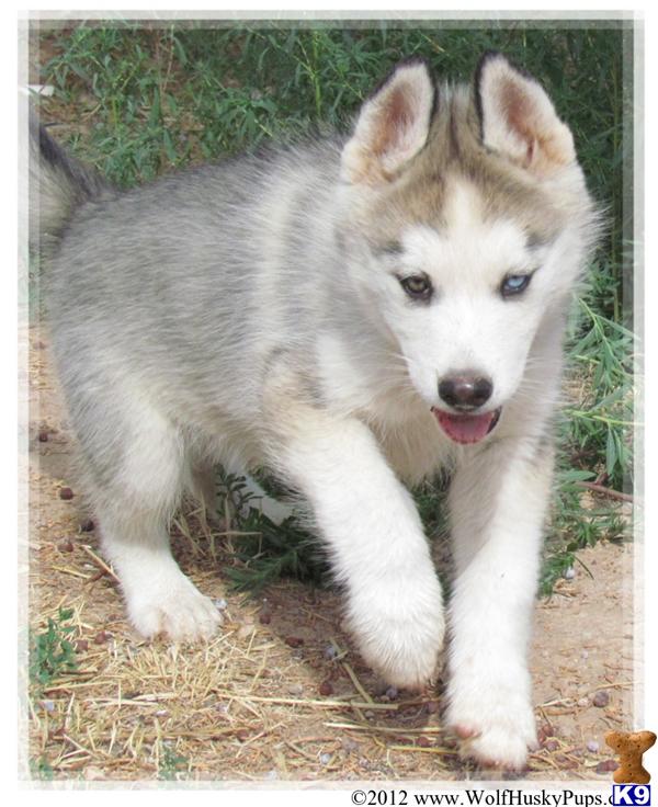 Wolf Husky Mix Puppies